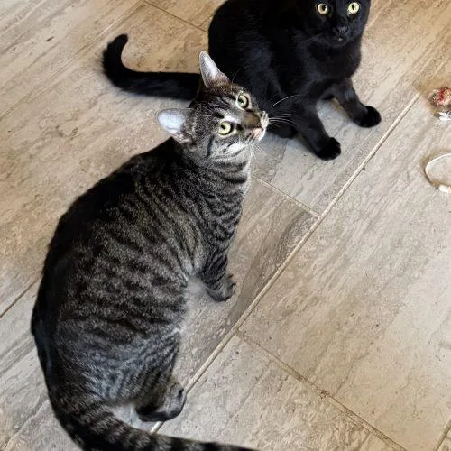 A young medium-sized female Tabby (Gray / Blue / Silver) Domestic Short Hair cat named Eva for adoption in Kenosha, WI