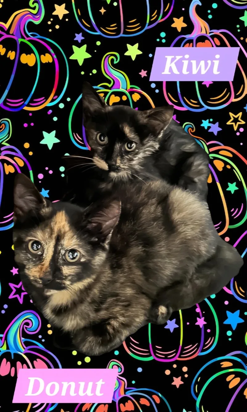 Kiwi and Donut thumbnail 2