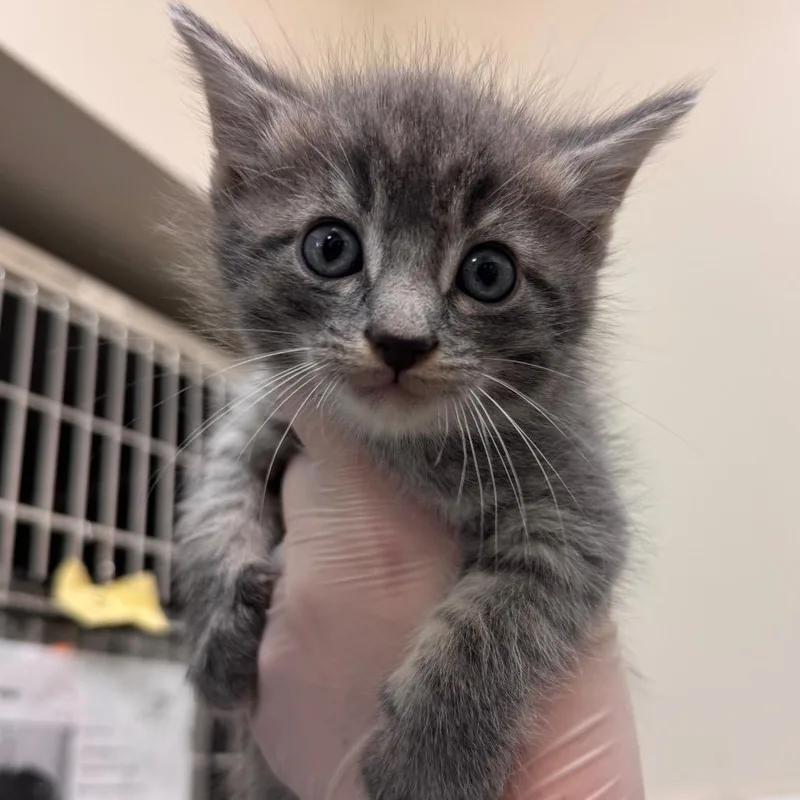A baby small-sized male Gray / Blue / Silver Domestic Short Hair cat named Hamburglar for adoption in Lynchburg, VA