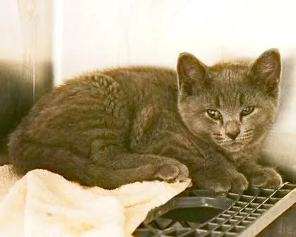 A baby small-sized male Domestic Short Hair cat named Daytona for adoption in West Seneca, NY