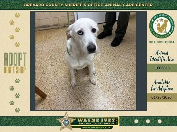 A young large-sized female Mixed Breed dog named Aggie for adoption in Melbourne, FL
