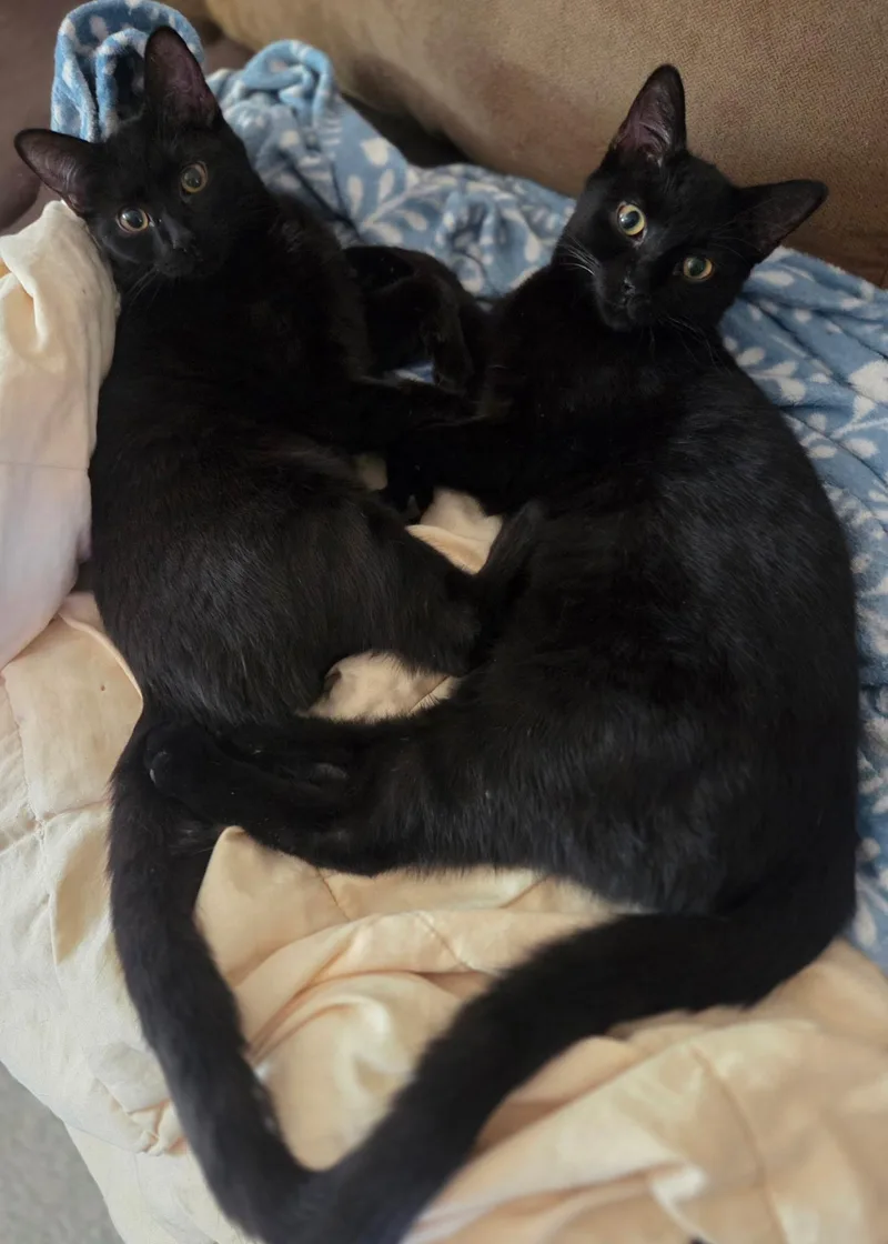 A baby medium-sized female Black Domestic Short Hair cat named Russel Stover And Ferrero for adoption in Fairfax Station, VA