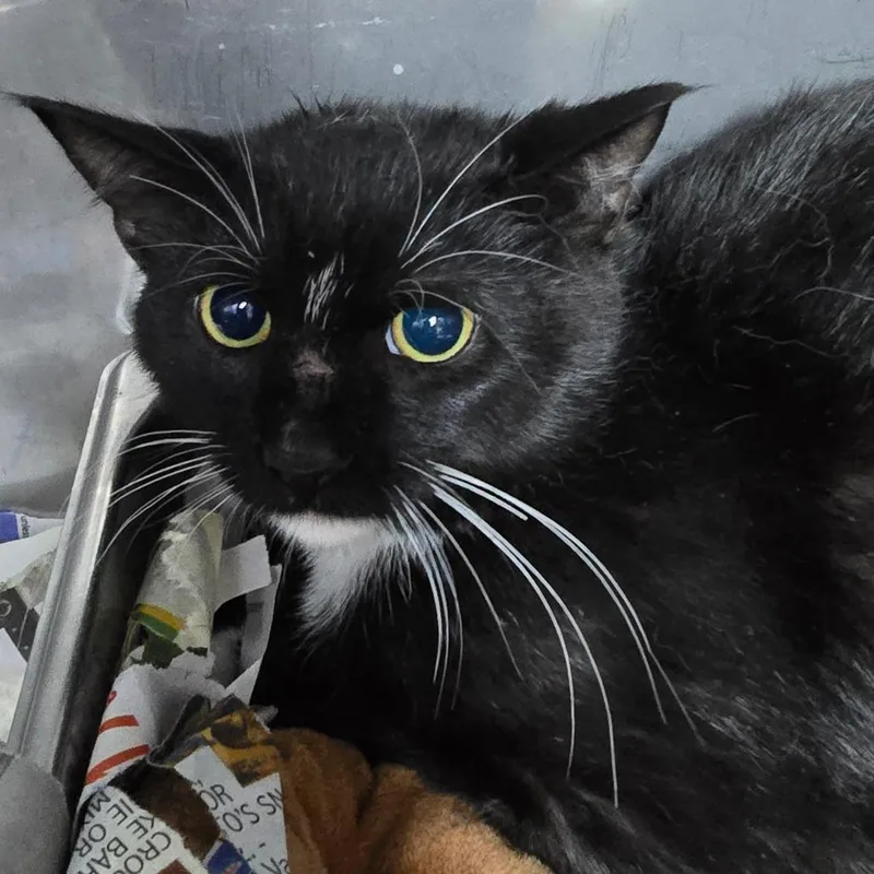 A baby small-sized male Black Domestic Short Hair cat named Lewey for adoption in Marble, NC