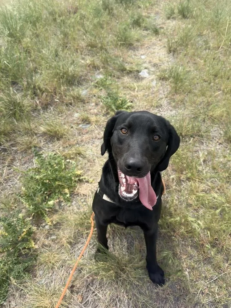 A young large-sized male Brown / Chocolate Labrador Retriever dog named Hank for adoption in Salmon, ID