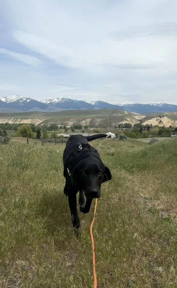 Hank thumbnail 3