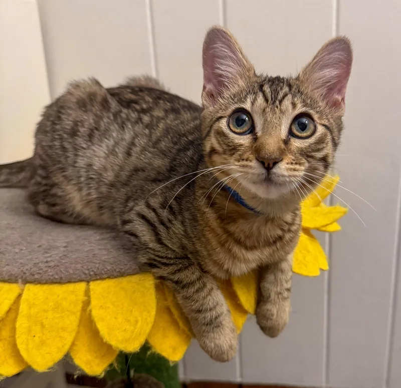 A baby medium-sized male Domestic Short Hair cat named Memphis for adoption in Lighthouse Point, FL