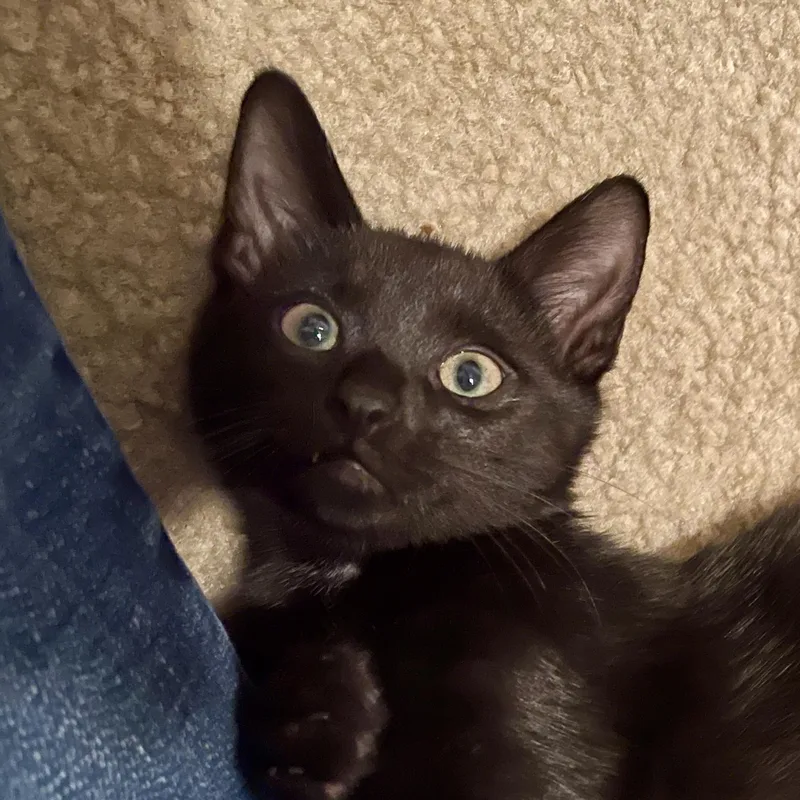 A baby small-sized male Black Domestic Short Hair cat named Theo for adoption in Liverpool, TX