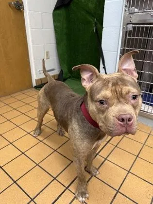 An adult medium-sized male Terrier dog named Vinny for adoption in Gainesville, FL