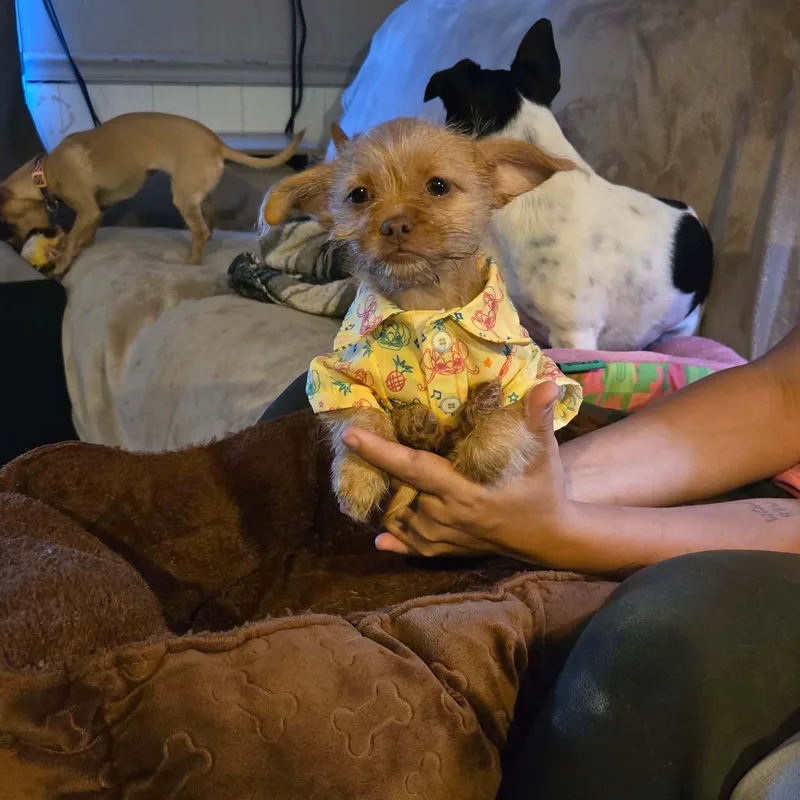 A baby small-sized female Terrier dog named Izzie for adoption in Uxbridge, MA