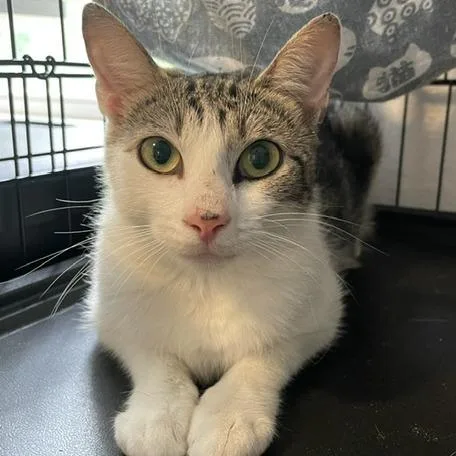Biscuit
