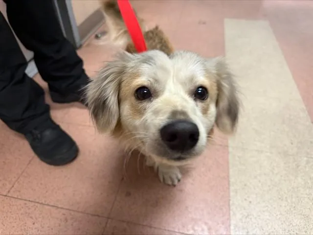 An adult small-sized male Dachshund dog named Flan for adoption in San Jose, CA