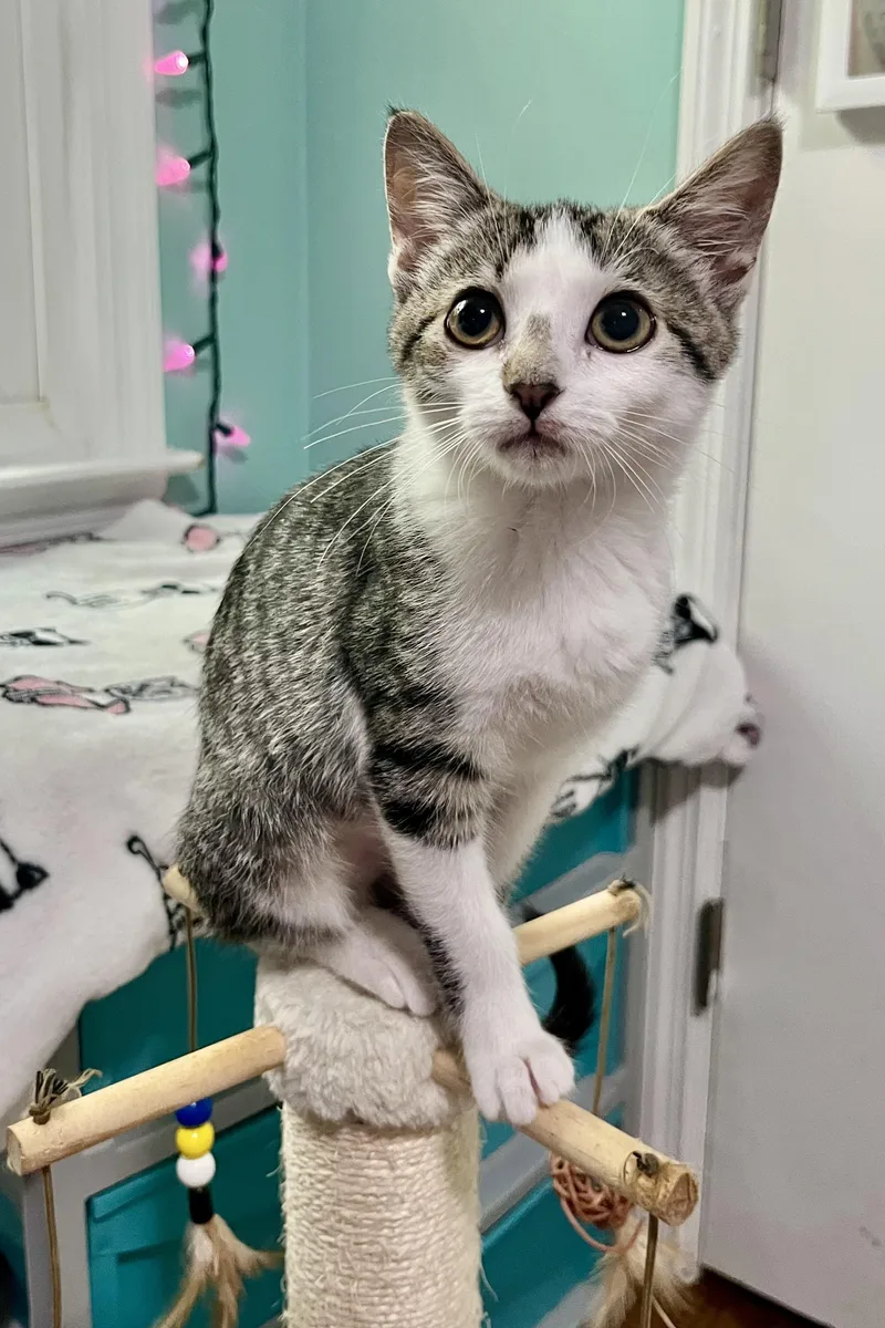 A baby medium-sized female Gray & White Domestic Short Hair cat named Clara for adoption in Mount Juliet, TN