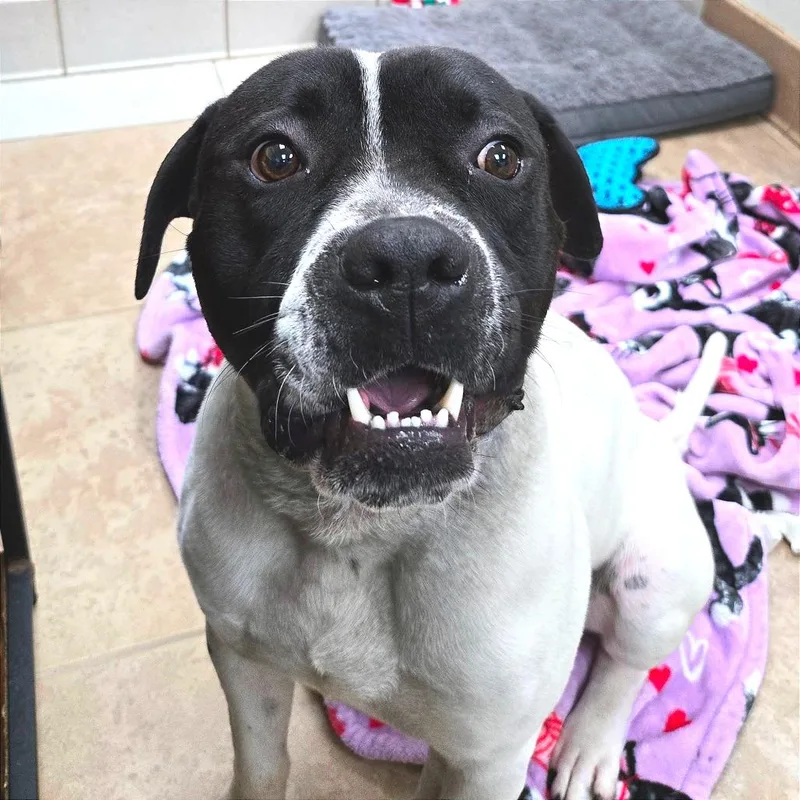An adult large-sized male Brown / Chocolate Mixed Breed dog named Gouda for adoption in Chattanooga, TN