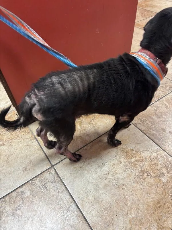 An adult medium-sized male Black Mixed Breed dog named Leo for adoption in Cincinnati, OH