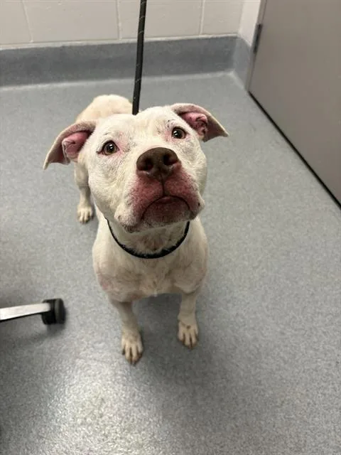 An adult large-sized female Pit Bull Terrier dog named Claire for adoption in Indianapolis, IN