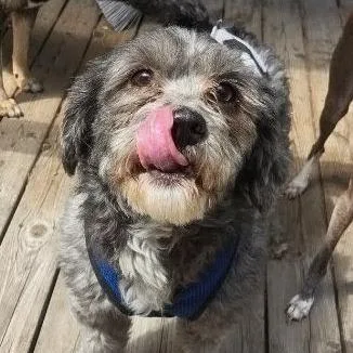An adult small-sized male Gray / Blue / Silver Poodle dog named Skedaddle for adoption in St. Paul, MN
