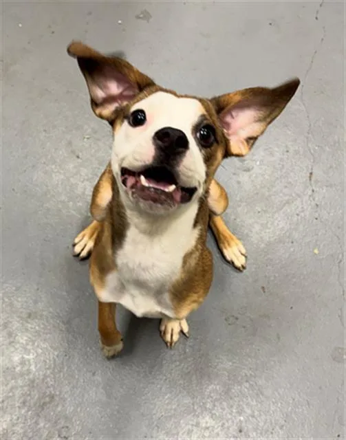 A young medium-sized female Terrier dog named Rosebud for adoption in Peoria, IL