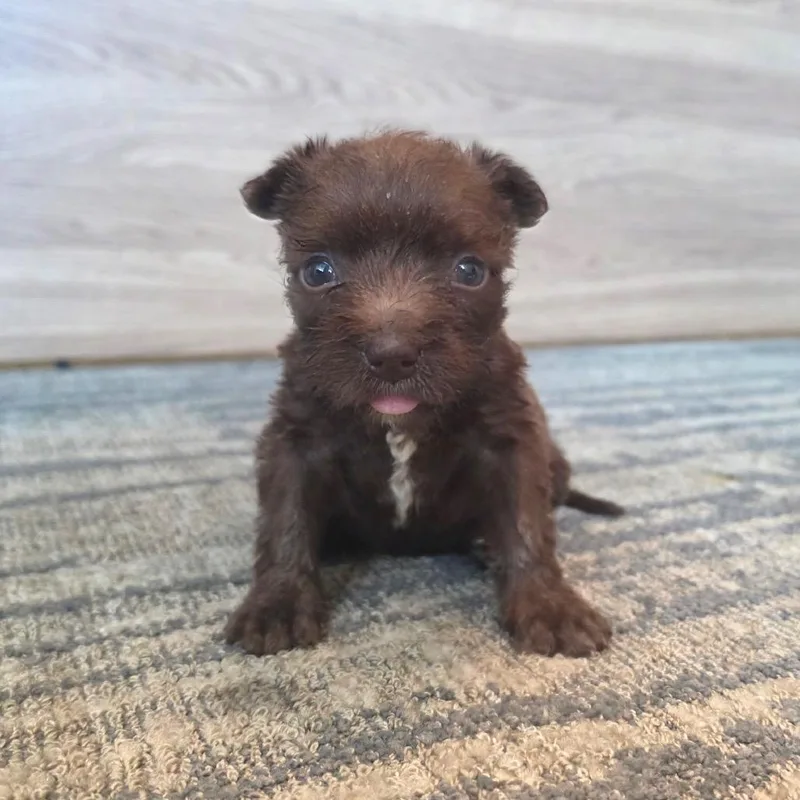 A baby small-sized female Brown / Chocolate Terrier dog named Canella for adoption in Austin, TX