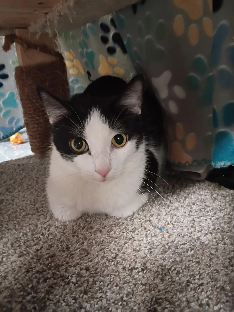 A young medium-sized male Domestic Short Hair cat named Winston Churchill for adoption in Holland, MI
