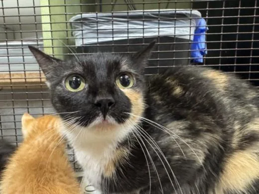 A young large-sized female Domestic Short Hair cat named Manchas for adoption in Los Angeles, CA