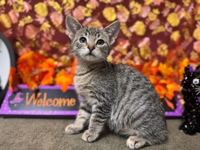 A baby small-sized male Domestic Short Hair cat named Lil Bit for adoption in Fairfield, CA