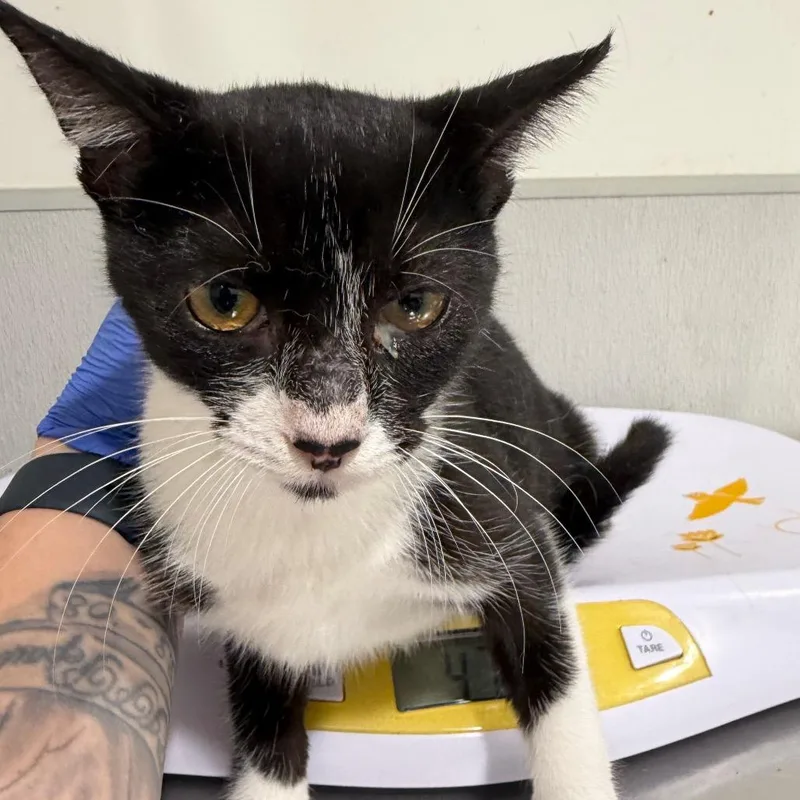 A baby small-sized female White Domestic Short Hair cat named Birch for adoption in Tampa, FL