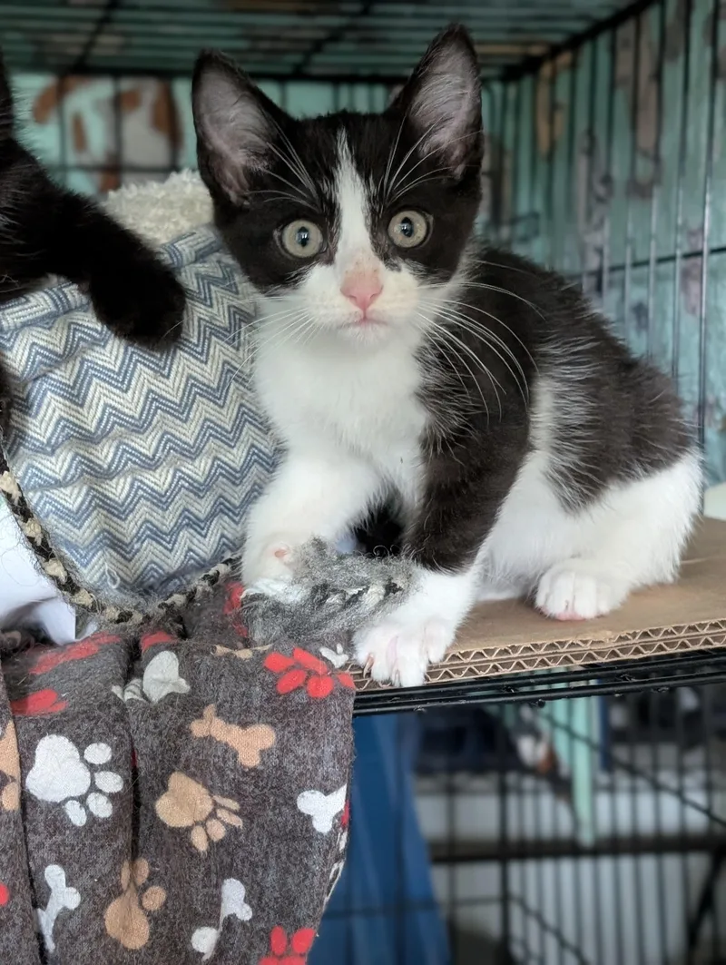 A baby medium-sized female Black & White / Tuxedo Domestic Short Hair cat named Amanda for adoption in Tilton, IL