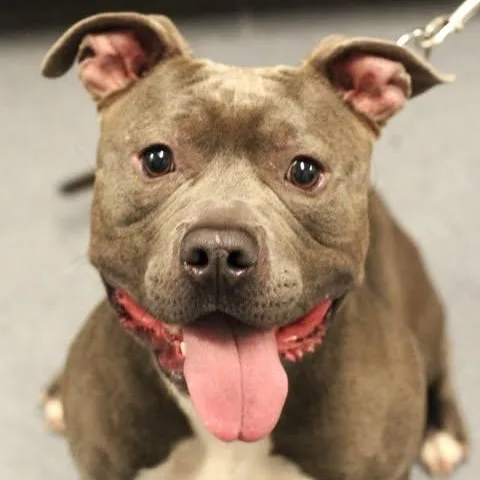 An adult medium-sized male Gray / Blue / Silver Pit Bull Terrier dog named Blue for adoption in Fredericksburg, VA