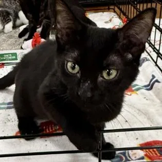 A young small-sized male Black Domestic Short Hair cat named Apple Pie for adoption in New Port Richey, FL