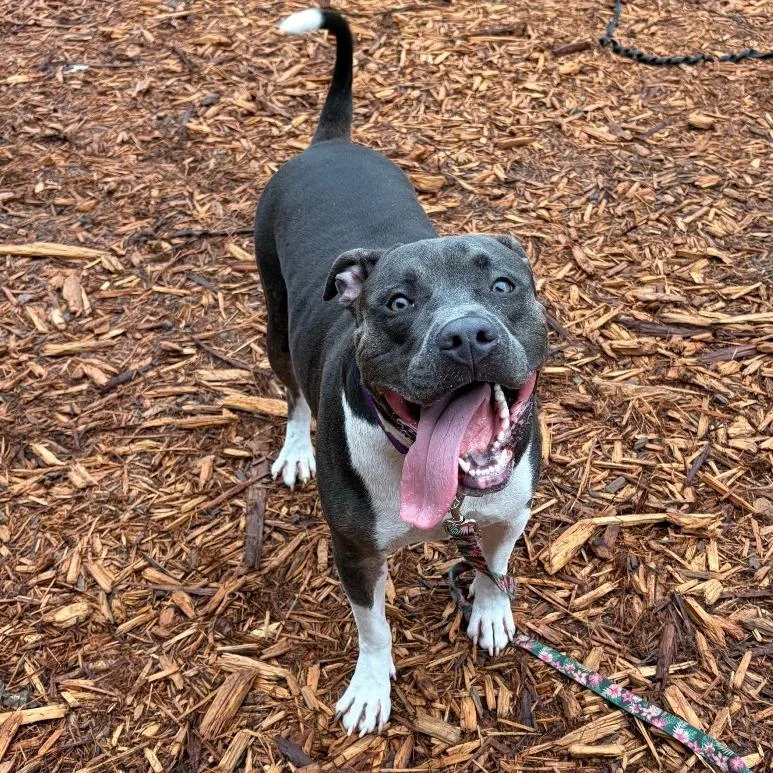An adult large-sized male Mixed Breed dog named Ankh for adoption in Jacksonville, FL