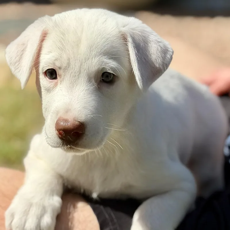 A baby large-sized female White / Cream Shepherd dog named Maren for adoption in Pflugerville, TX