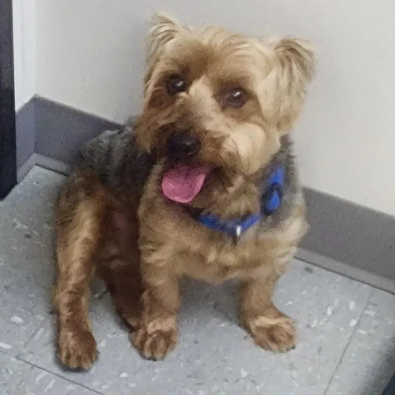 An adult small-sized male Brown / Chocolate Yorkshire Terrier dog named Max for adoption in Cedar Park, TX