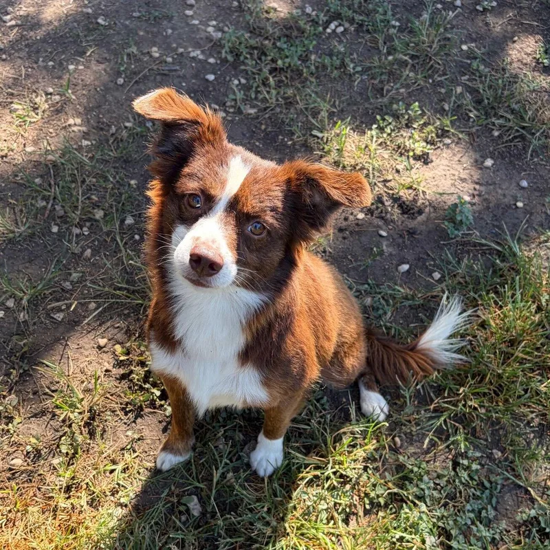 Simon