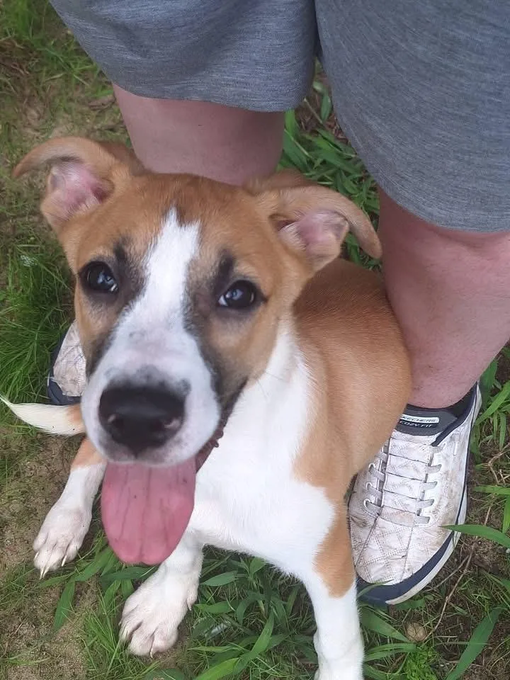 A baby large-sized female Hound dog named Lisa for adoption in Berlin, NJ