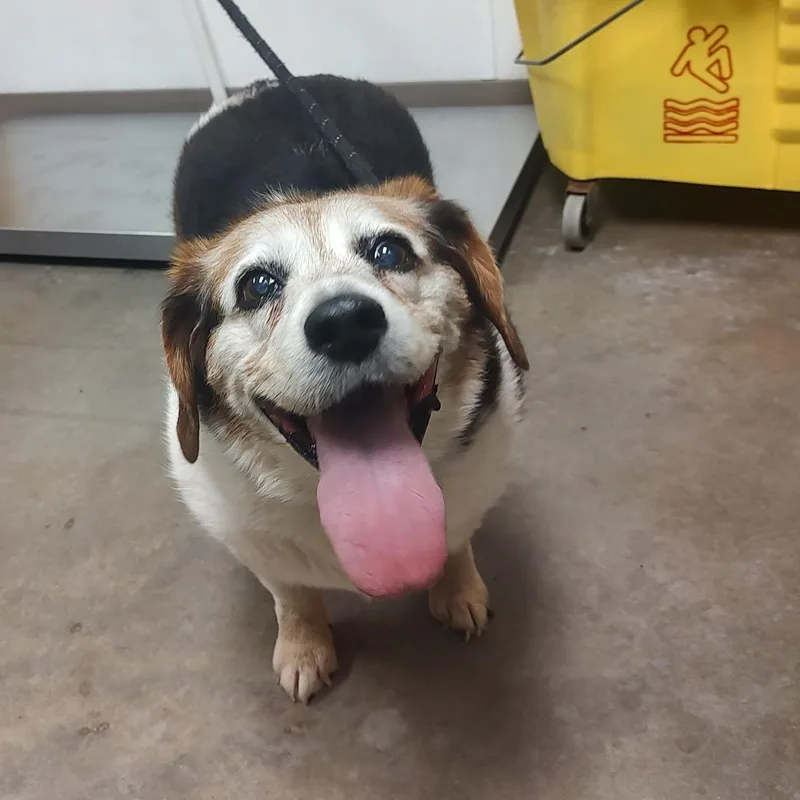 A senior medium-sized female White / Cream Beagle dog named Roxie for adoption in Ottawa, KS