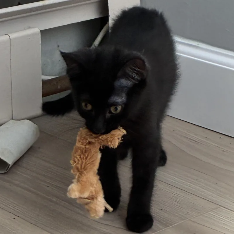 A baby small-sized female Black Domestic Short Hair cat named Olive for adoption in Warminster, PA