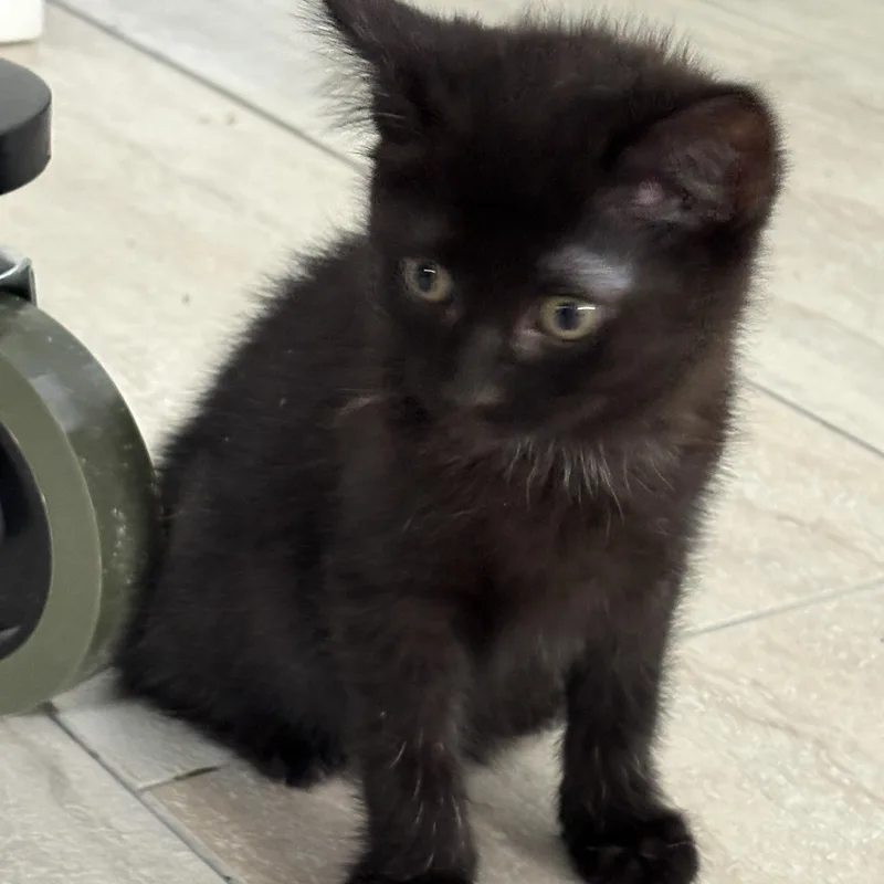 Olive thumbnail 3