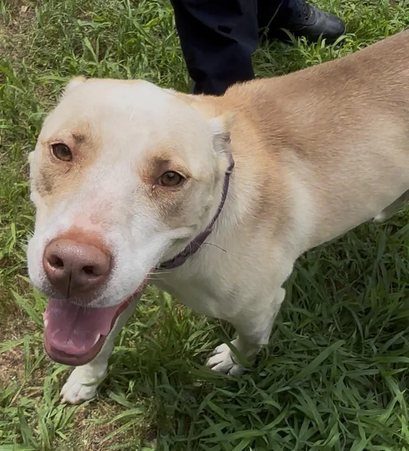 An adult medium-sized female Apricot / Beige Yellow Labrador Retriever dog named Honey for adoption in Mansfield, CT