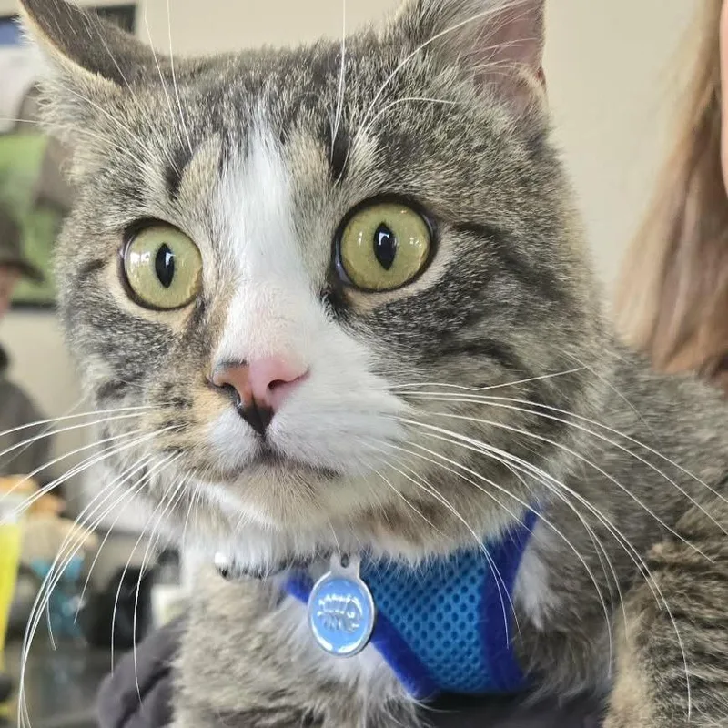 An adult large-sized male Gray / Blue / Silver Domestic Short Hair cat named Baxter for adoption in LYLE, MN