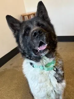 An adult large-sized female Brown / Chocolate Akita dog named Freesia for adoption in Cleveland, OH