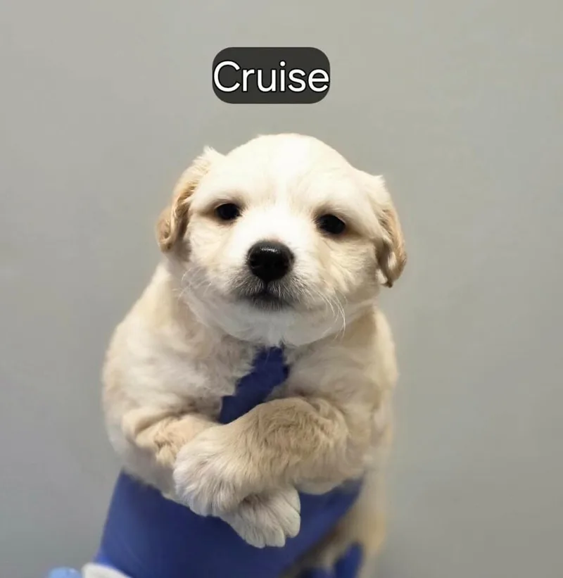 A baby small-sized male Mixed Breed dog named Cruise for adoption in Long Island City, NY