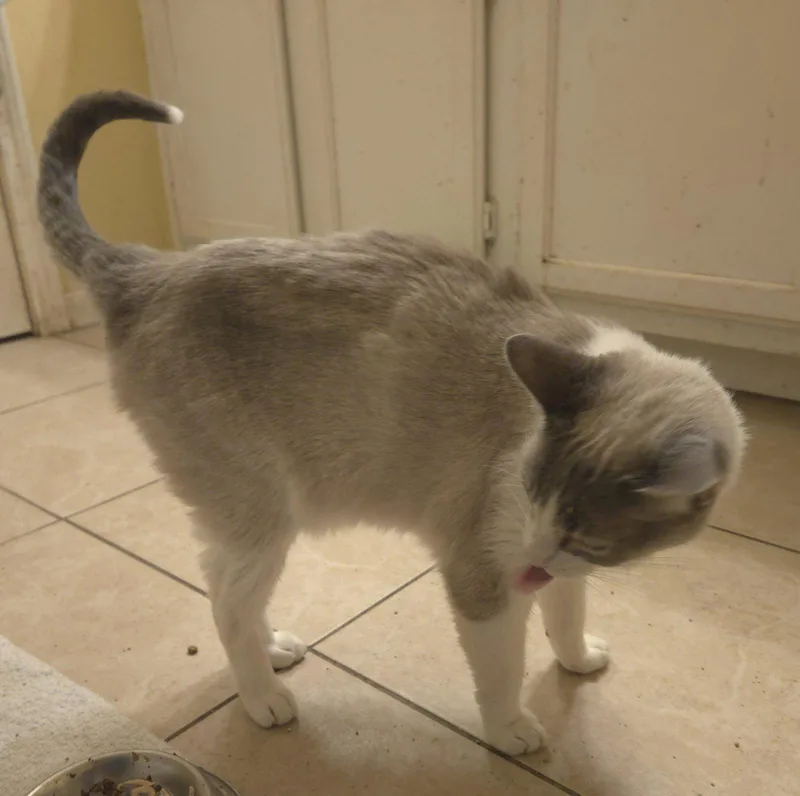 An adult medium-sized male Buff / Tan / Fawn Siamese cat named Gatsby for adoption in Cypress, TX