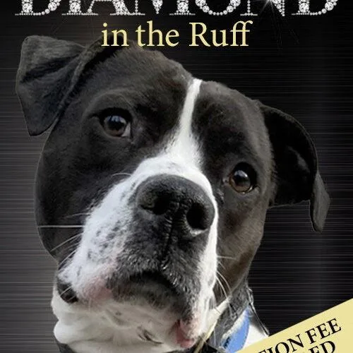 An adult medium-sized male Bicolor Pointer dog named Cooper Lizman for adoption in Rockaway, NJ