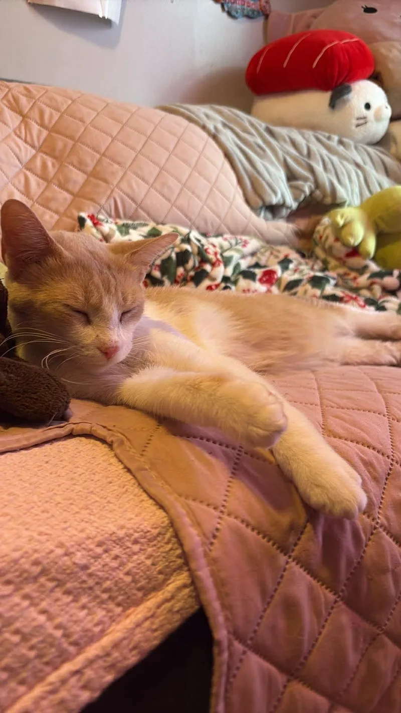 Ruby Tuesdays thumbnail 3