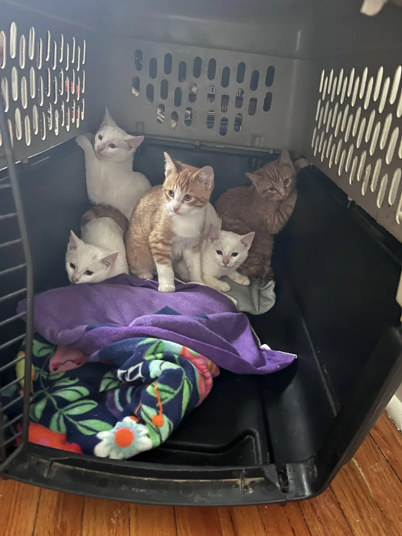 Ruby Tuesdays thumbnail 5