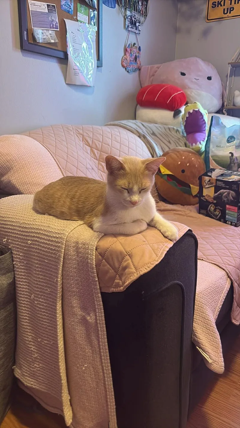 An adult small-sized female American Shorthair cat named Ruby Tuesdays for adoption in Mount Morris, MI