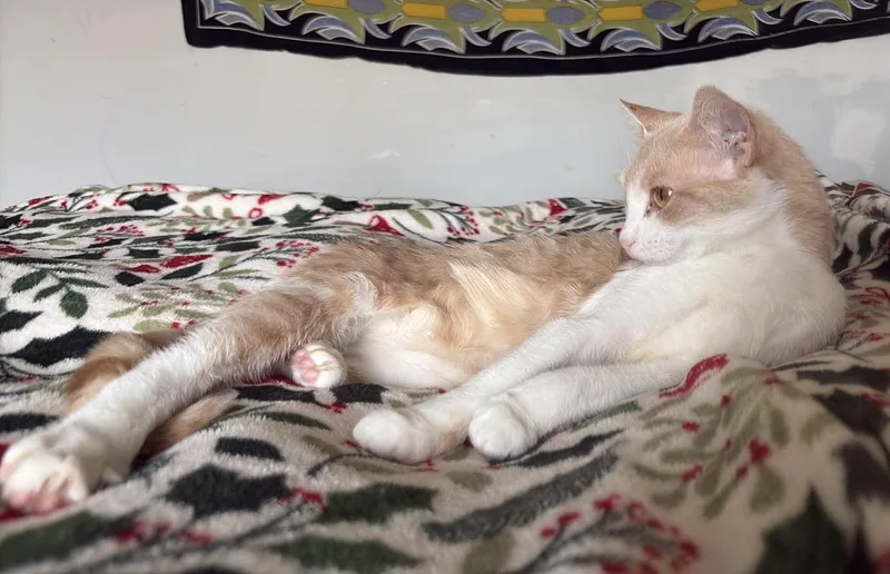 Ruby Tuesdays thumbnail 6