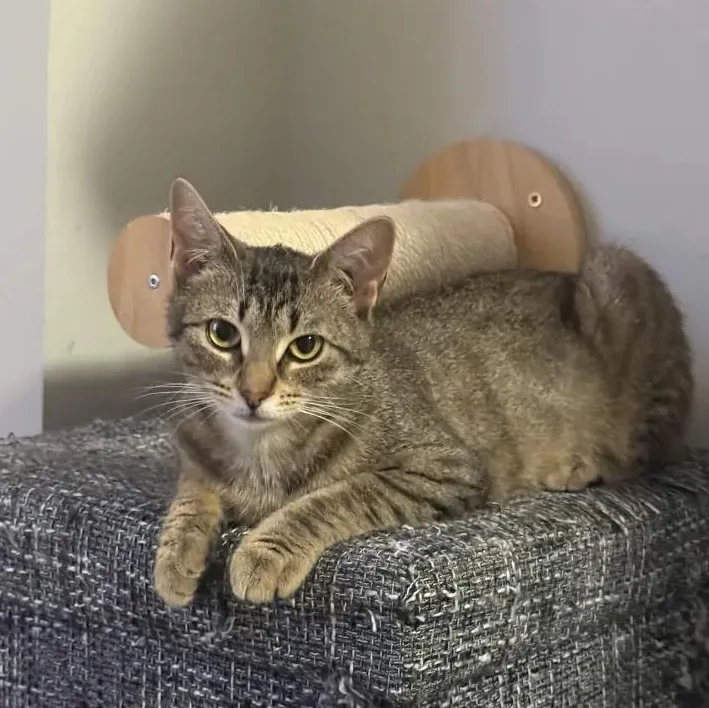 A baby small-sized female Tabby (Buff / Tan / Fawn) Domestic Short Hair cat named Chai for adoption in Weehawken, NJ