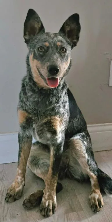 A young medium-sized female Australian Cattle Dog / Blue Heeler dog named Birdie for adoption in Littleton, CO