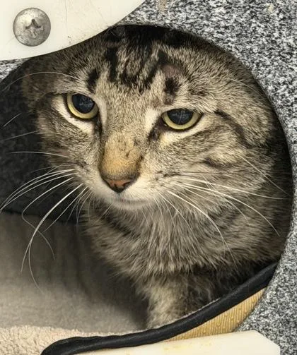 A young medium-sized male Domestic Short Hair cat named Yak for adoption in Daytona Beach, FL